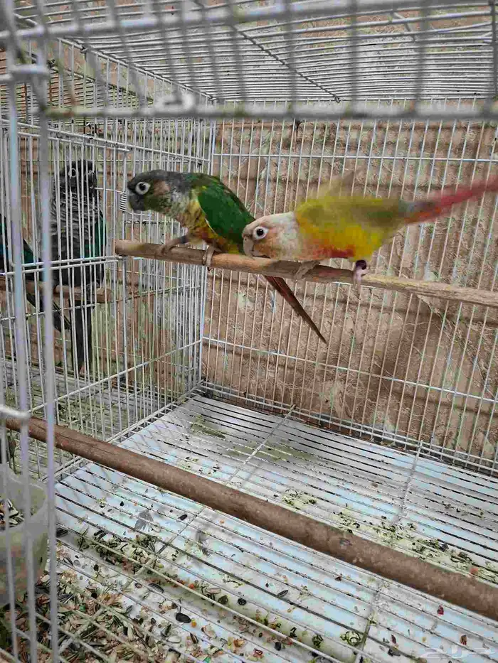 زوج كنيور منتج عندي 1