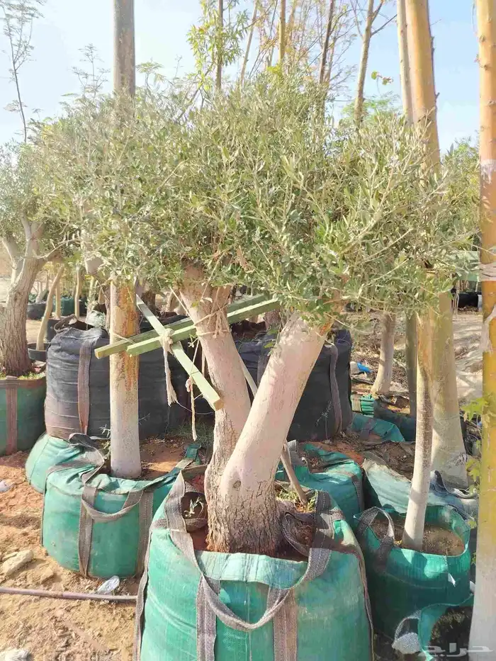 يوجد لدينا جميع أنواع أشجار الزيتون 6