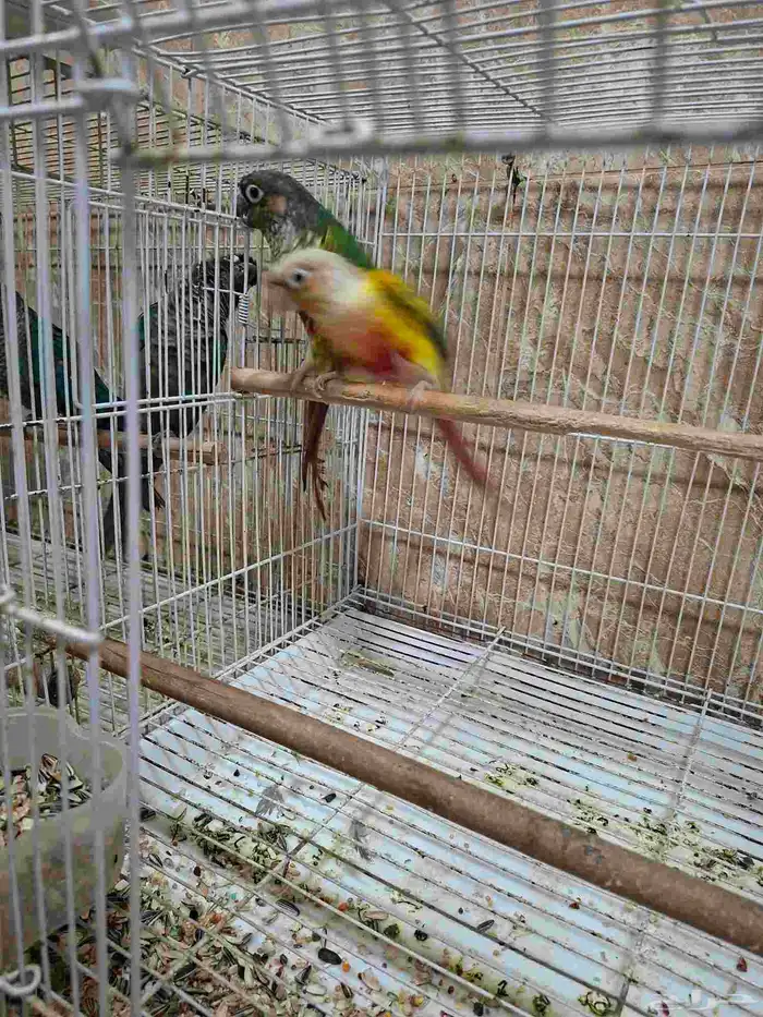 زوج كنيور منتج عندي 0