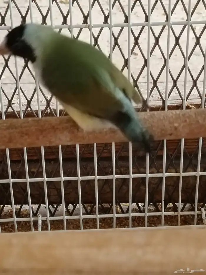 قولدن فينش 0