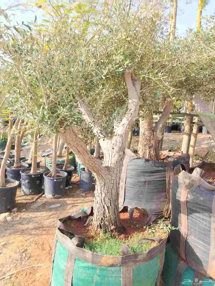 يوجد لدينا جميع أنواع أشجار الزيتون 4