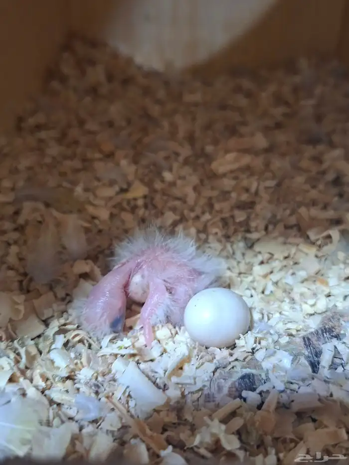 زوج براكيت منتج 2