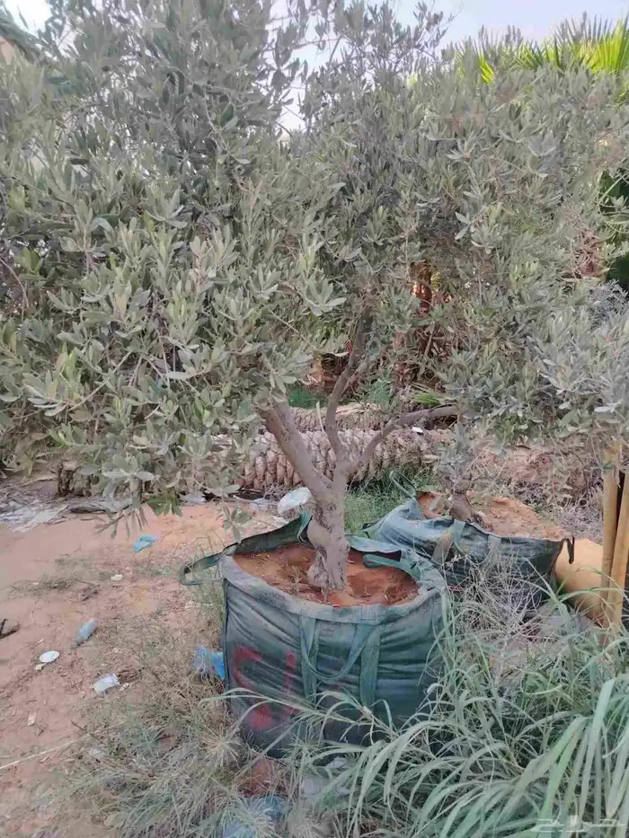 يوجد لدينا جميع أنواع أشجار الزيتون 8