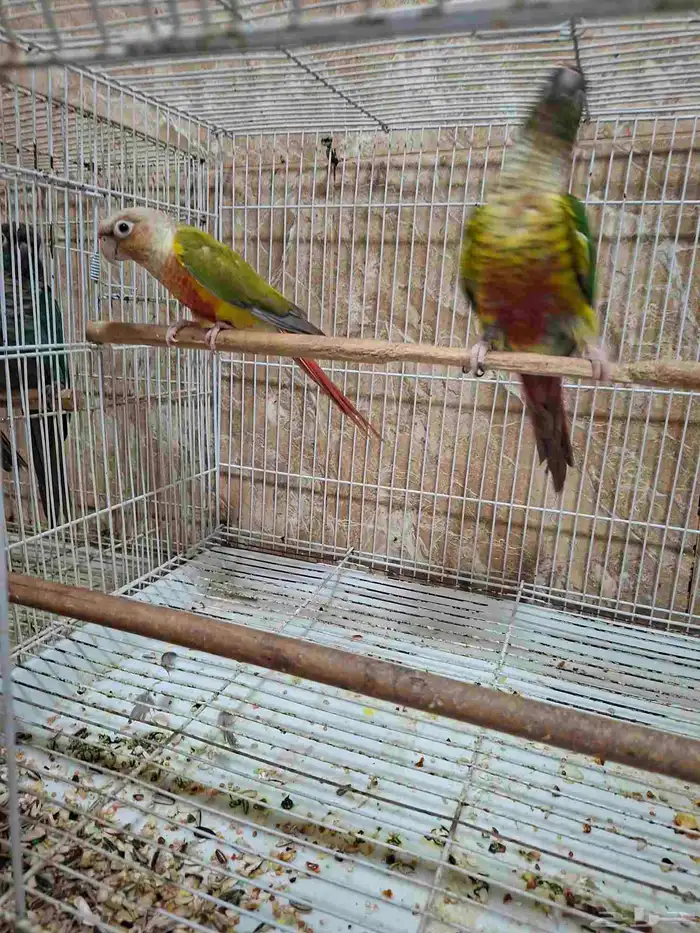 زوج كنيور منتج عندي 2