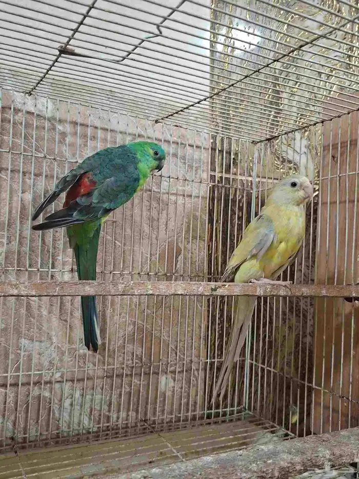 زوج براكيت منتج 0