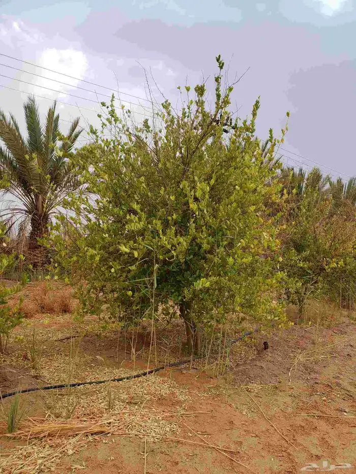 يوجدلدينا اشجاررمان وليمون زهيري ونخل عربي 3