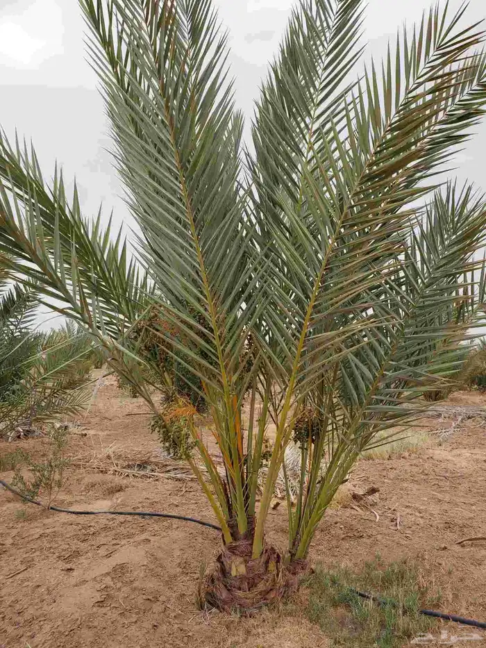 يوجدلدينا اشجاررمان وليمون زهيري ونخل عربي 9