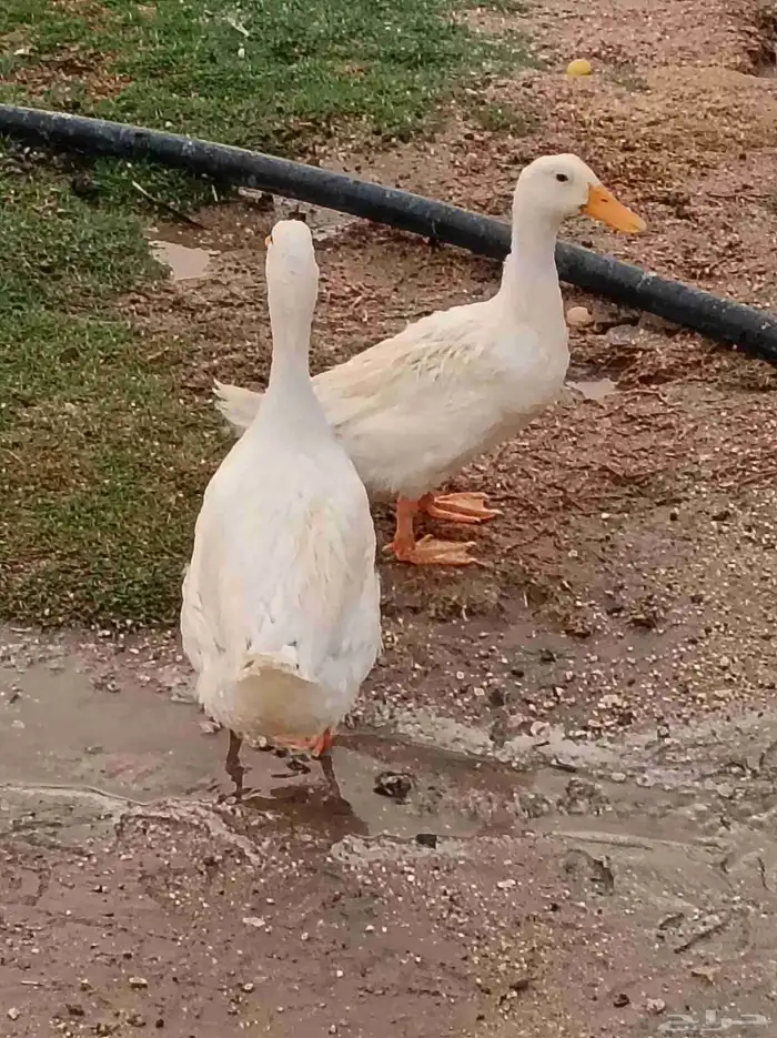 بط بكيني 1
