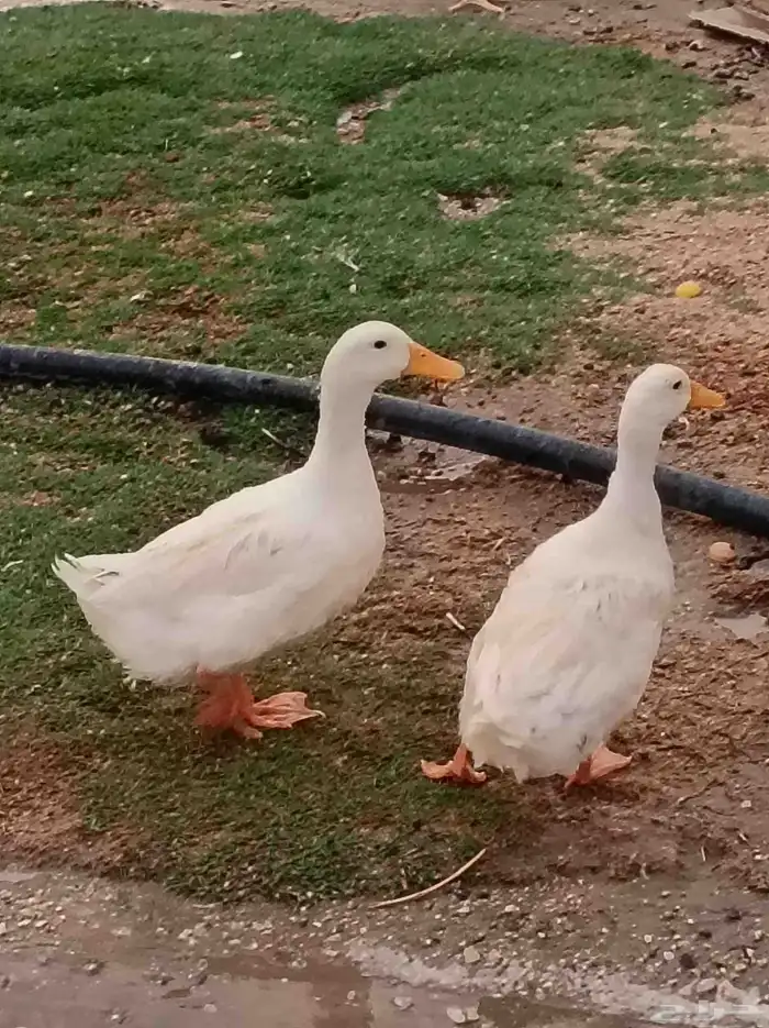 بط بكيني 5