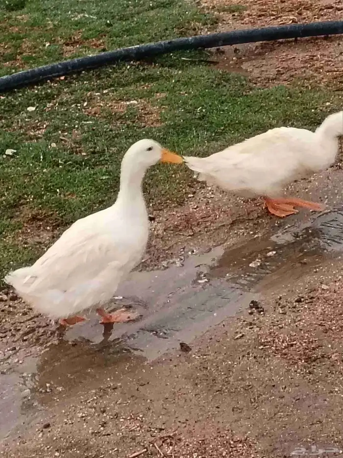 بط بكيني 6