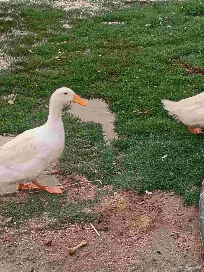 بط بكيني 9