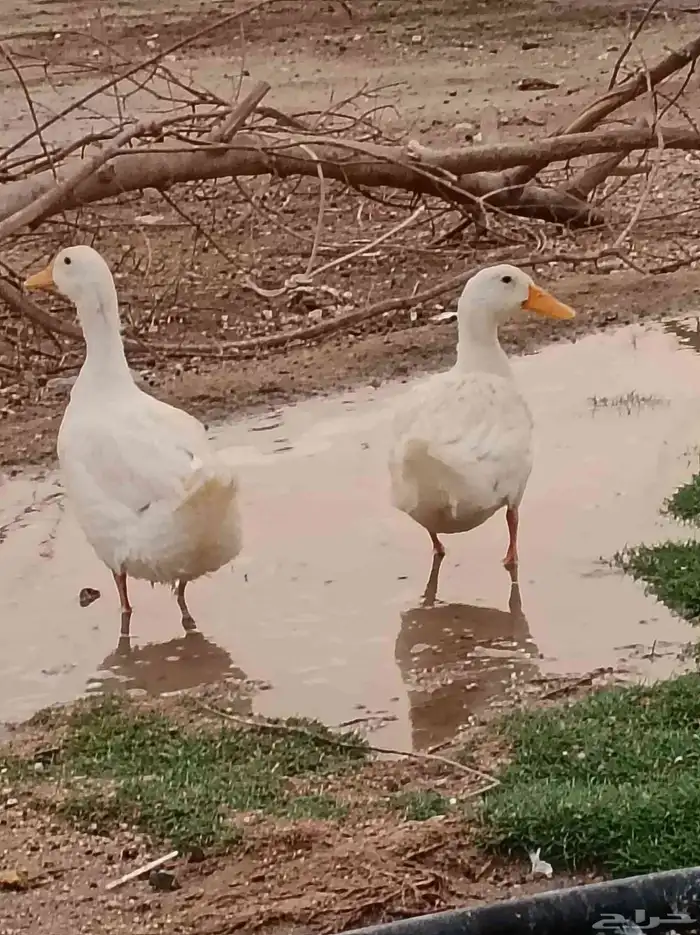 بط بكيني 0