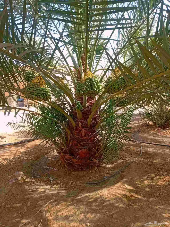 تركيب شبوك 11