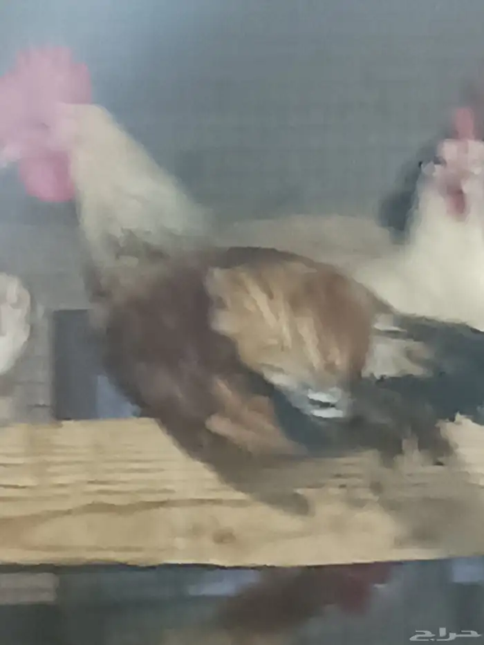 ديوك ماشاءالله تبارك الله شحم ولحم محصنه 0