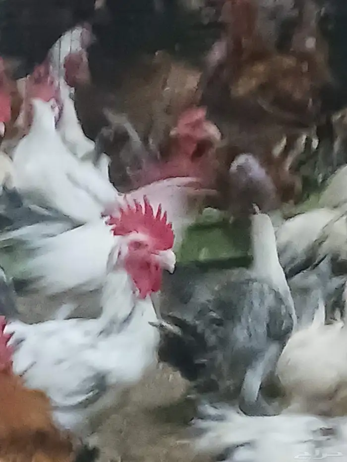 ديوك ماشاءالله تبارك الله شحم ولحم محصنه 4