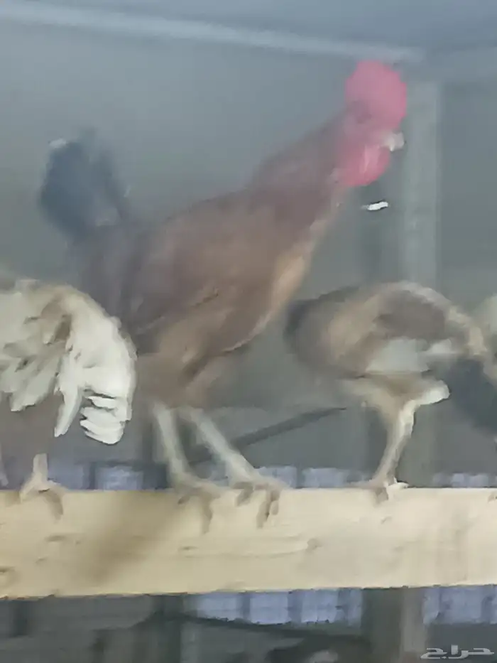 ديوك ماشاءالله تبارك الله شحم ولحم محصنه 3