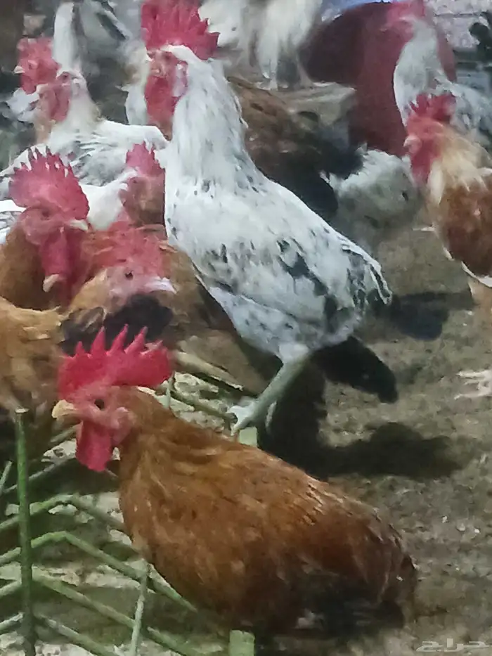 ديوك ماشاءالله تبارك الله شحم ولحم محصنه 2