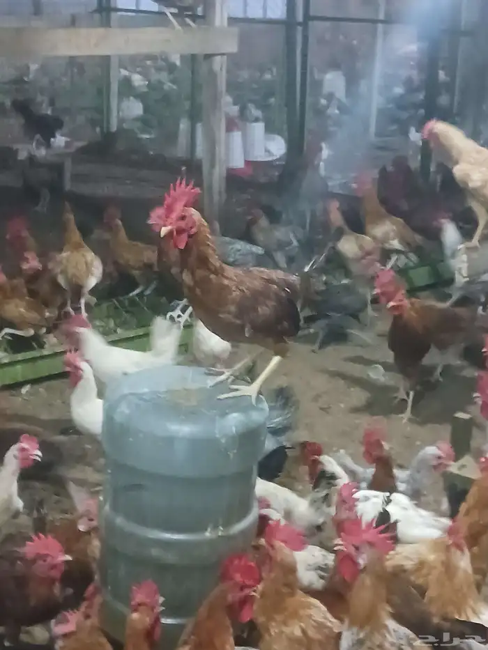 ديوك ماشاءالله تبارك الله شحم ولحم محصنه 1