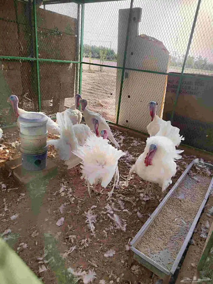 ديك رومي ابيض صافي احجام طيبه علفها شعير وبرسيم وذره وتسمين 3