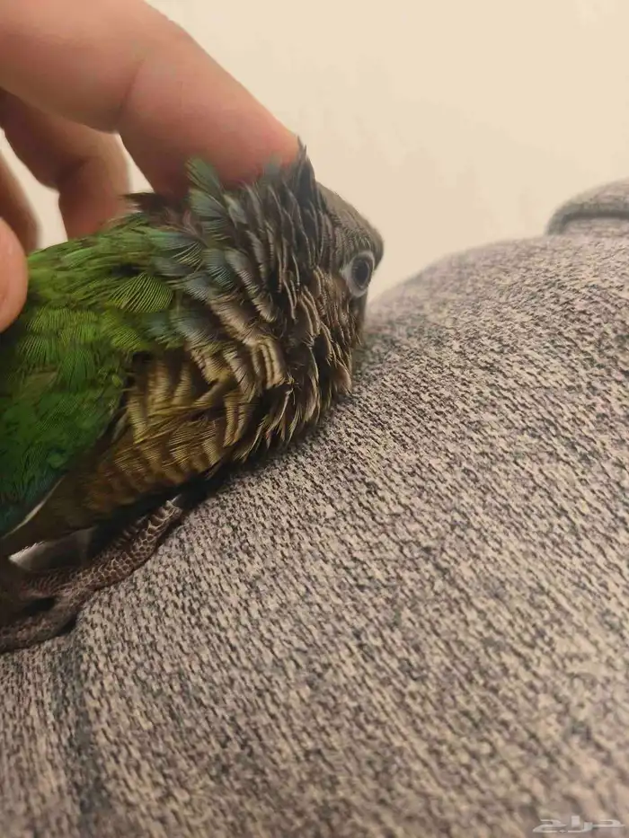 ((تم البيع))كنيور قرين شيك اليييف جدا حماامه 6