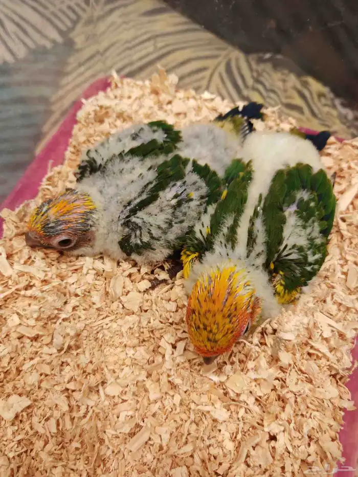 فرخين صن كنيور. ((. تم البيع )) 0