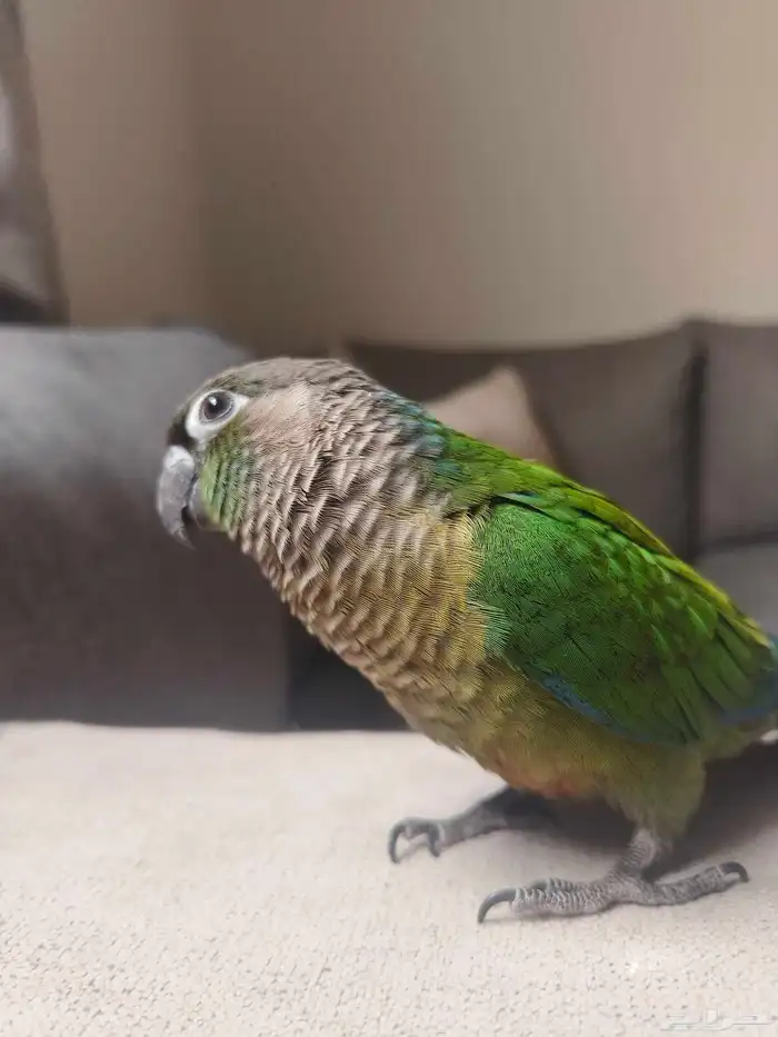 ((تم البيع))كنيور قرين شيك اليييف جدا حماامه 2