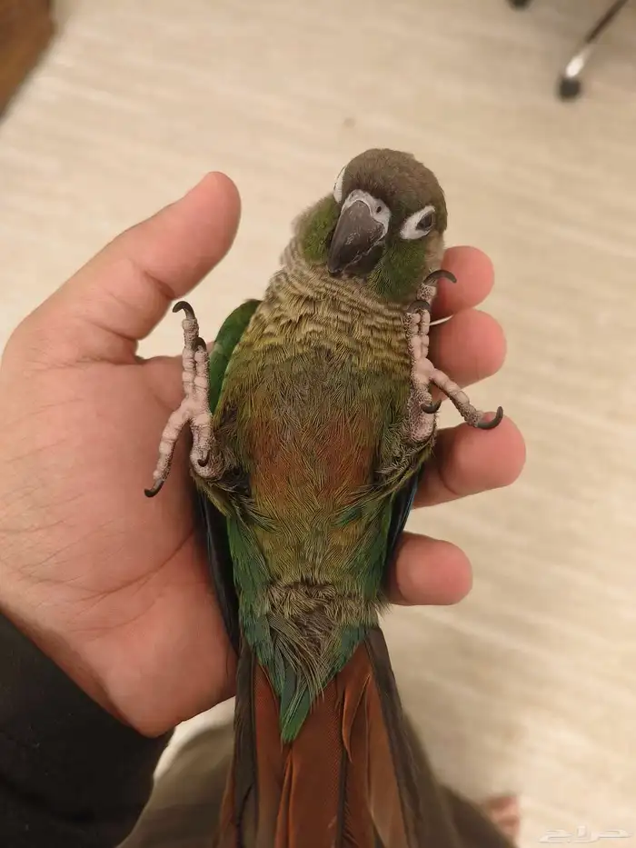 ((تم البيع))كنيور قرين شيك اليييف جدا حماامه 4