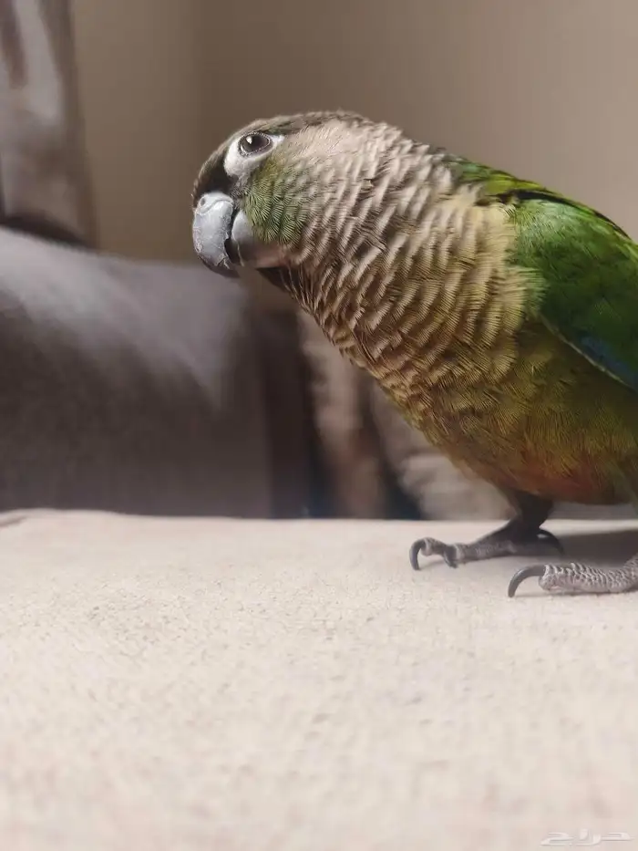 ((تم البيع))كنيور قرين شيك اليييف جدا حماامه 3