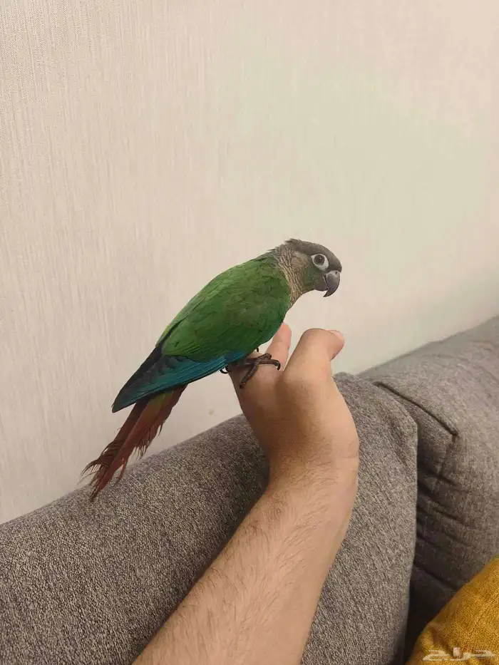 ((تم البيع))كنيور قرين شيك اليييف جدا حماامه 5