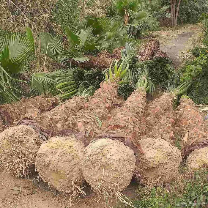 يوجد لدينا نخل عربي واشنطني من المتر الى سته متر العربي 0