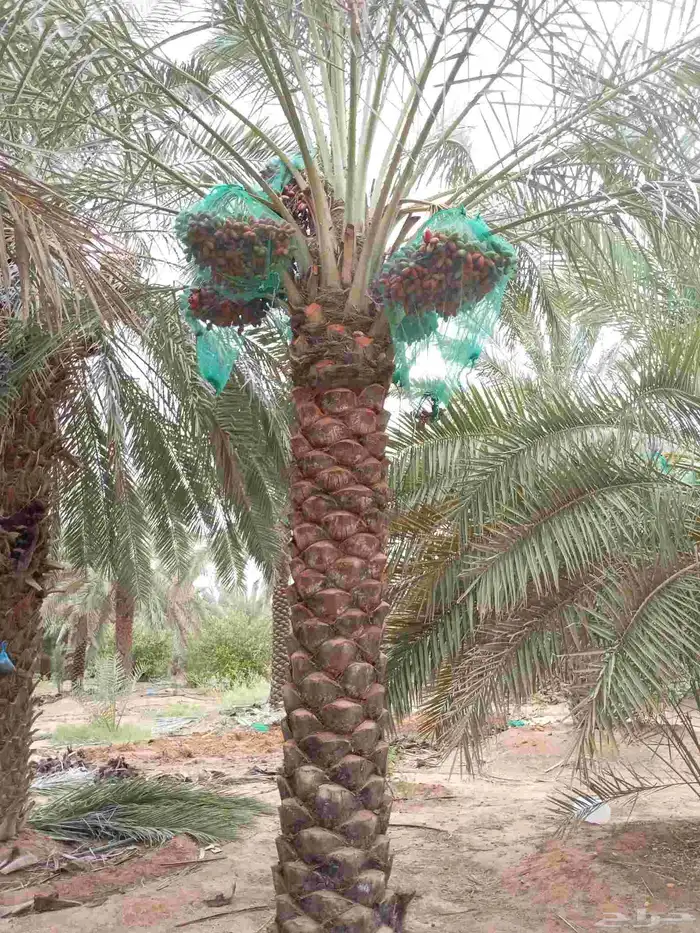 نخيل للبيع لتواصل جوال 4