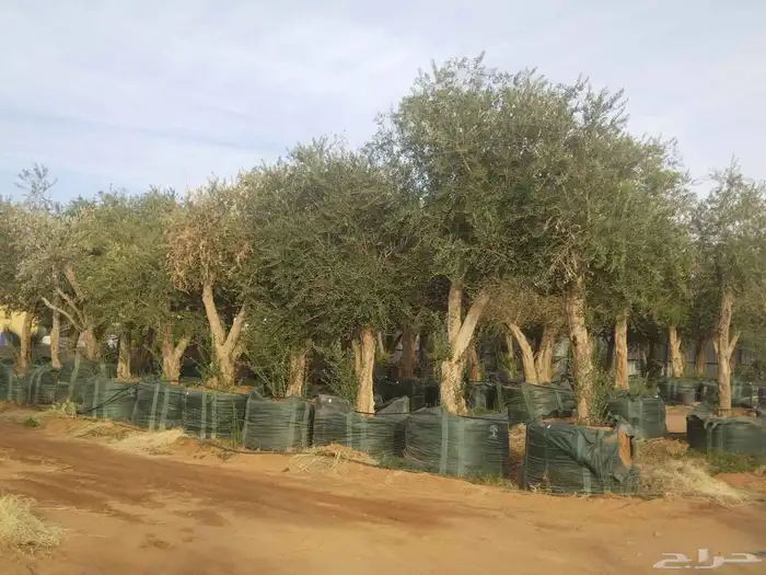 يوجد لدينا جميع أنواع أشجار الزيتون 2