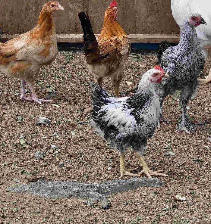 دجاج بلدي ديوك ودجاج من عمر 6 شهور 7