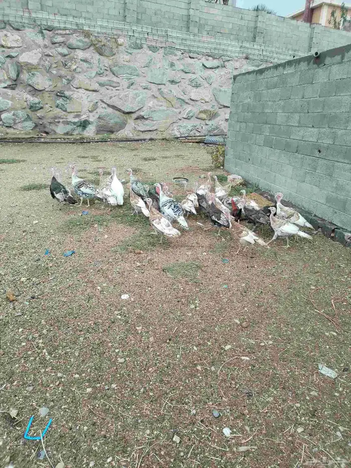 دجاج رومي 0