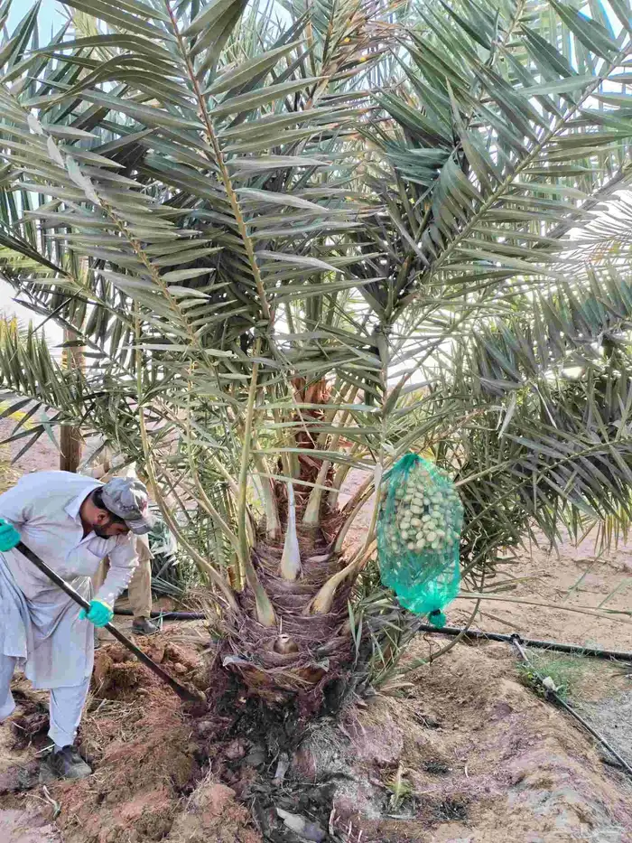 نخل للبيع صقعي عنبر خضري هلالي نخيل جثايث نقايل سكري برني 6