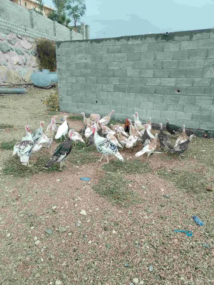 دجاج رومي 1