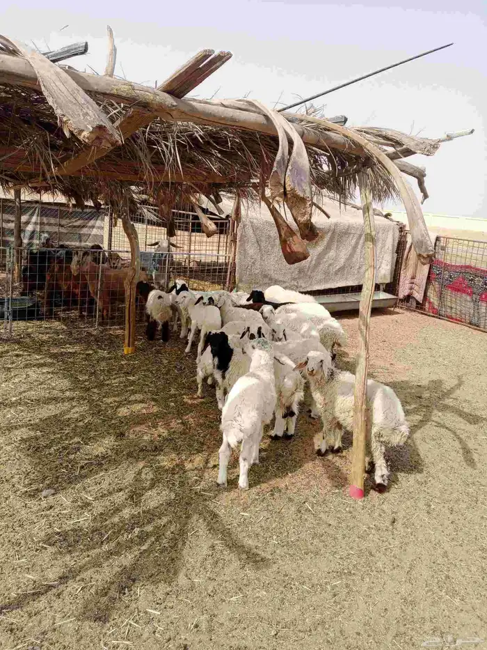 للبيع بهم مراح واحد طيبات وسليمه شرط العدد 25 متناصفه خرفان 0