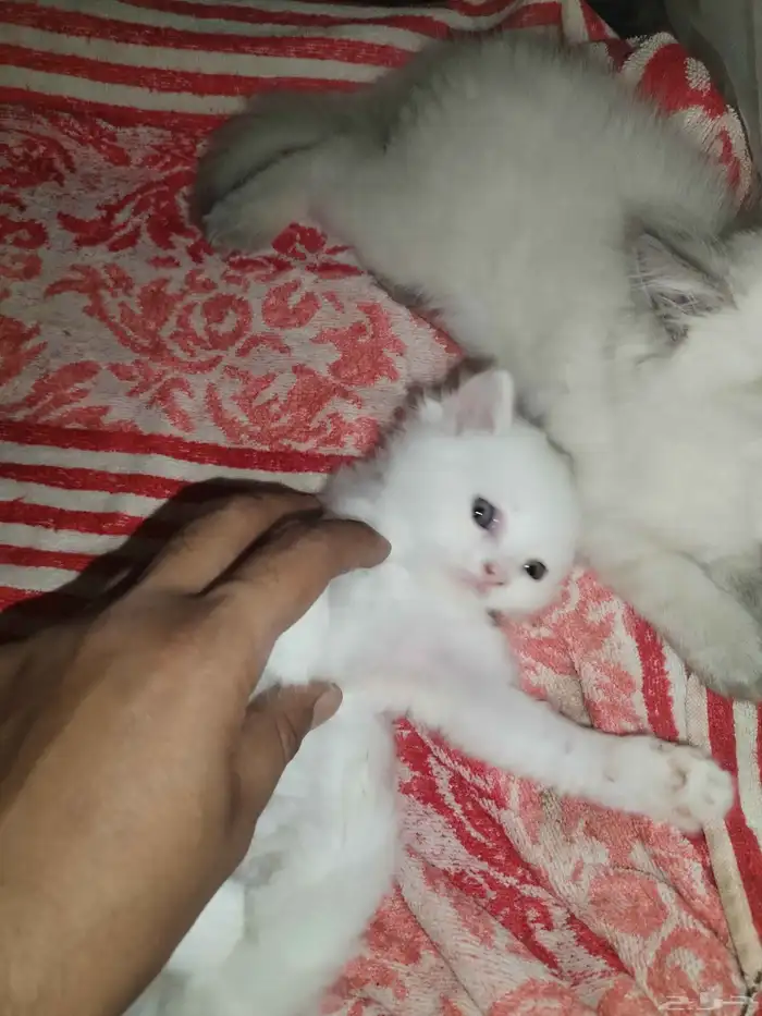 للبيع قطوتين شيرازي وحده هملايا والثانيه شرارزي بيضه 3