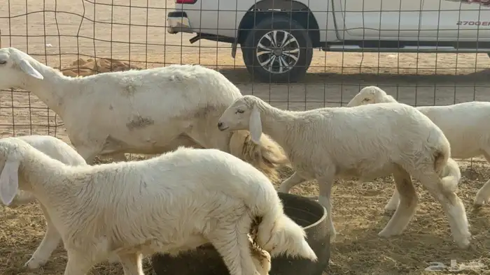 ما شاء الله وتبارك الله أعرض لكم غنم حريات خلفات حرش مراح 2