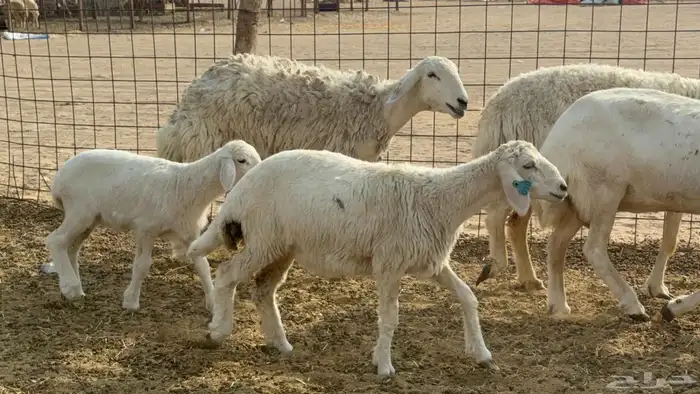 ما شاء الله وتبارك الله أعرض لكم غنم حريات خلفات حرش مراح 1
