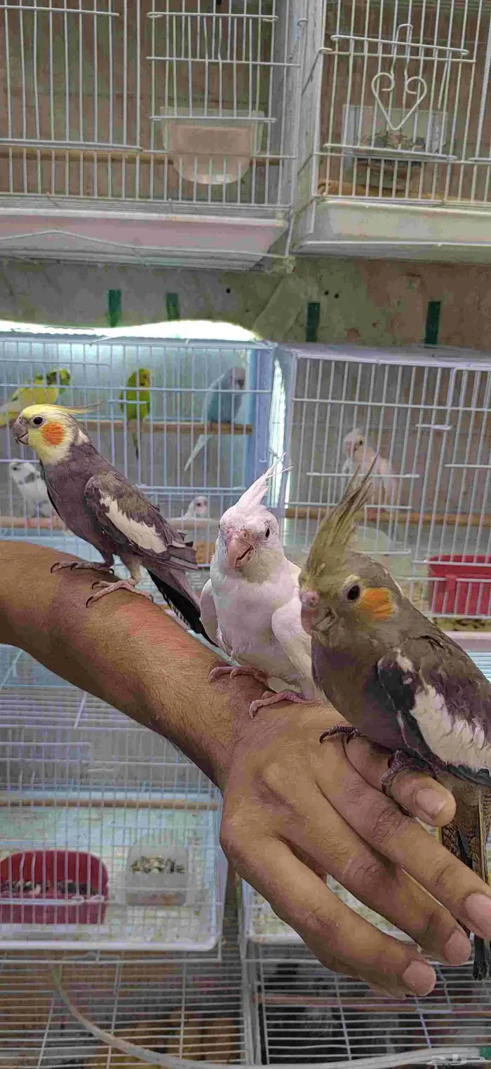 بقبقه كروان 1