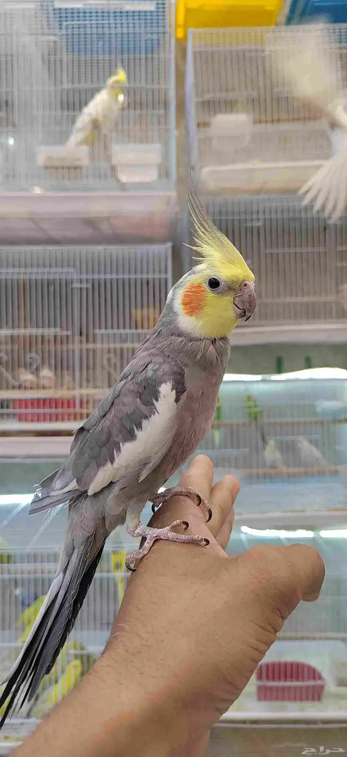 بقبقه كروان 0