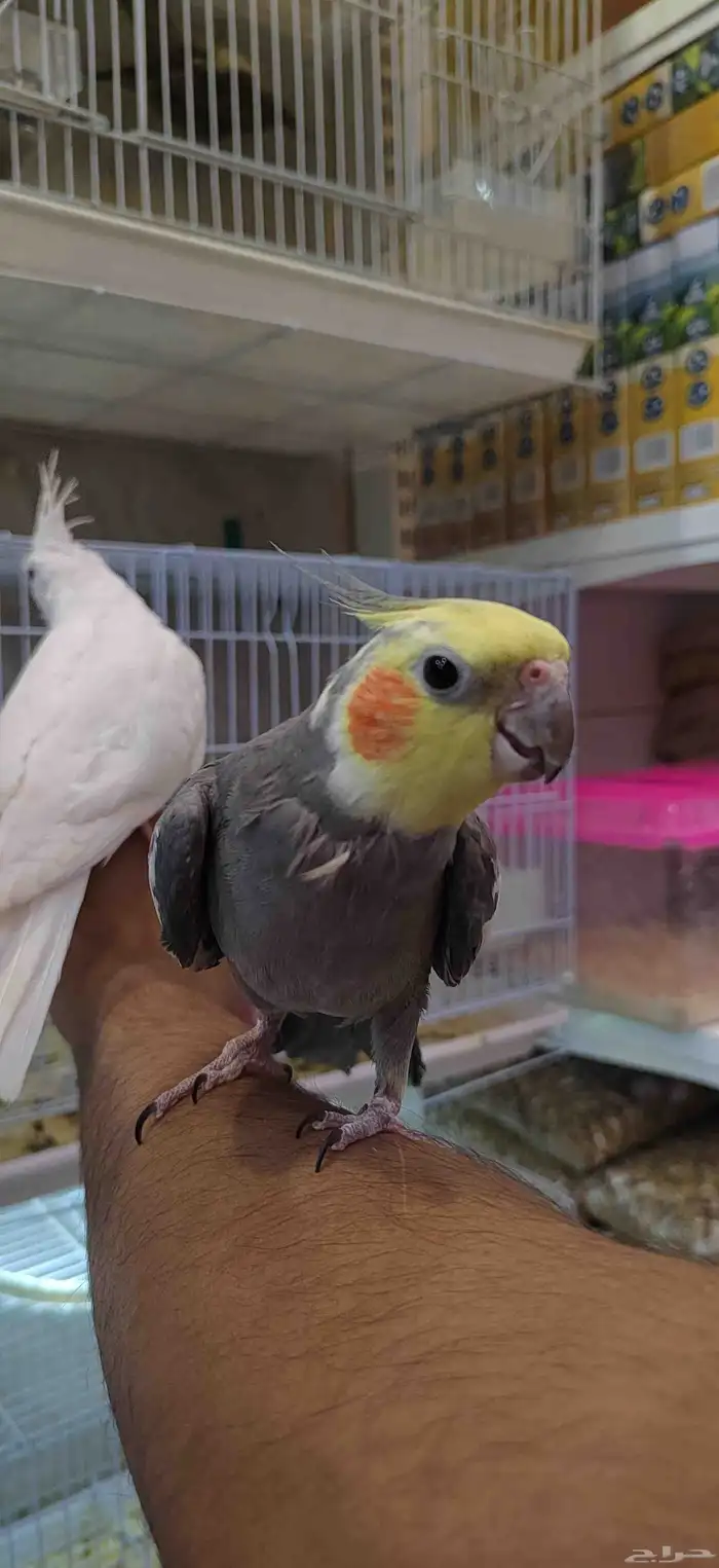 بقبقه كروان 2