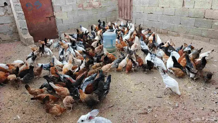 دجاج بلدي لبيع 1