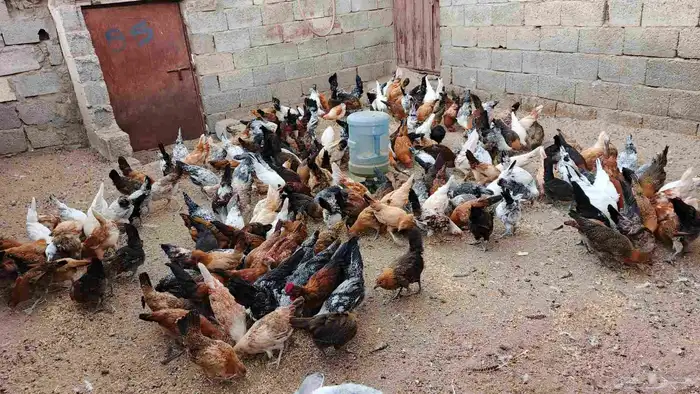 دجاج بلدي لبيع 0
