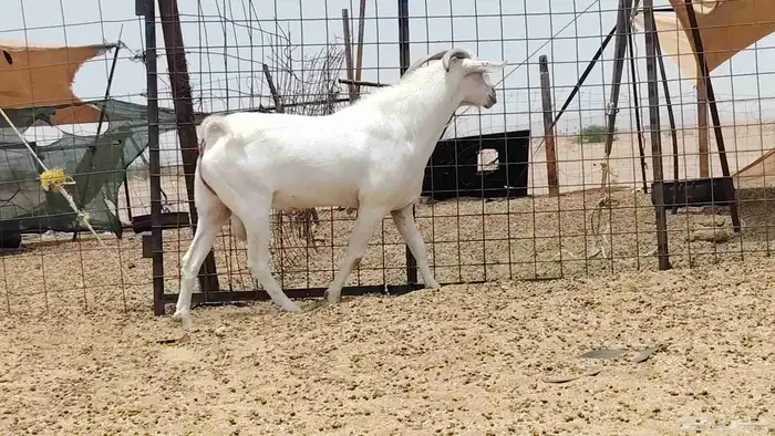 تيس بيشي فحل كفو 4