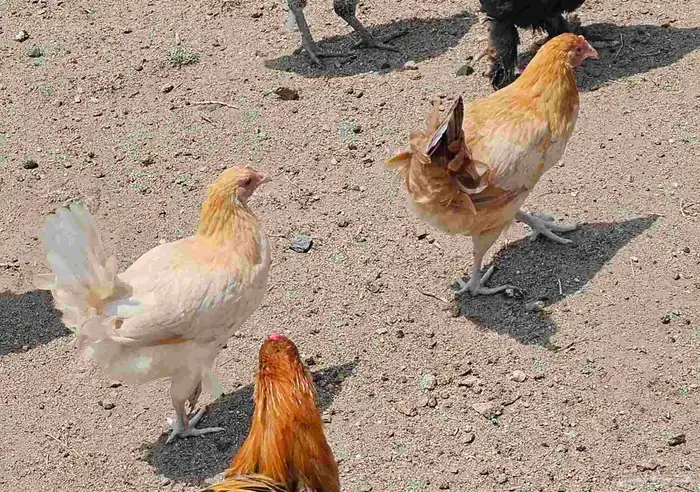 دجاج بلدي ديوك ودجاج من عمر 6 شهور 4