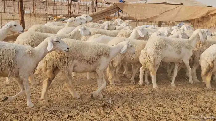 رخال حريات حرش صنفها طيب 17