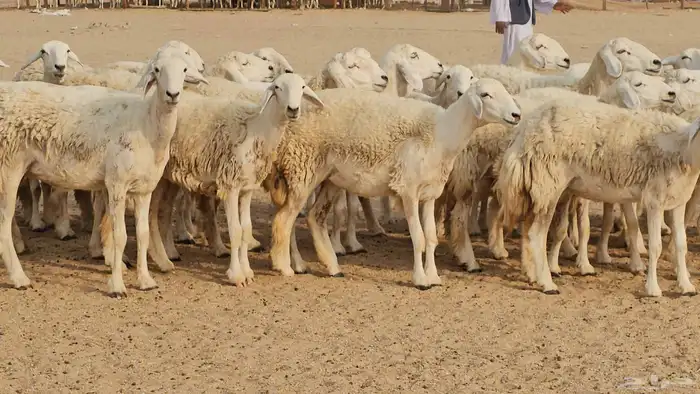 رخال حريات حرش صنفها طيب 2