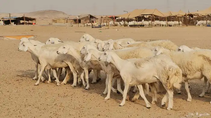 رخال حريات حرش صنفها طيب 9